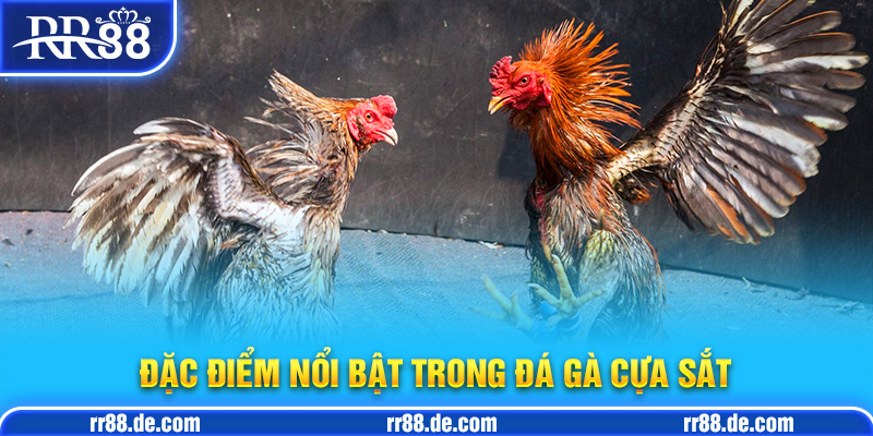 Đá Gà Cựa Sắt - Bí Quyết Chọn Gà Đá Cựa Sắt