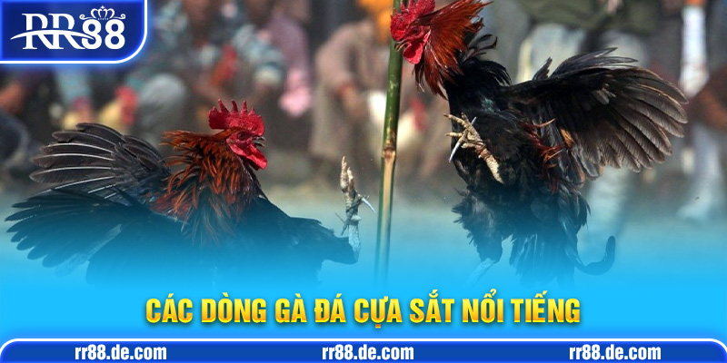 Các Dòng Gà Đá Cựa Sắt Nổi Tiếng