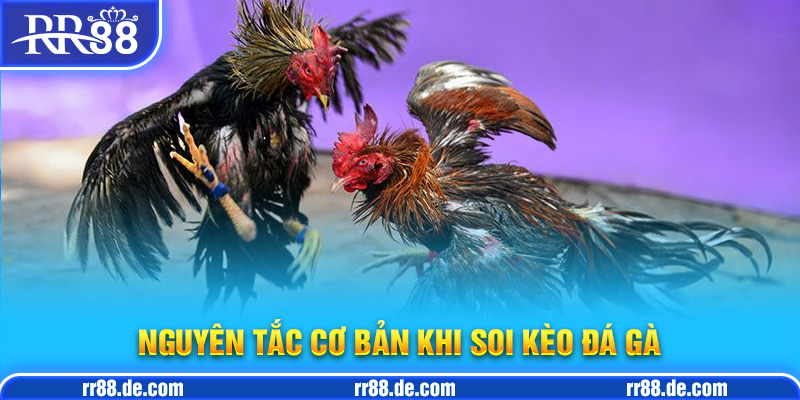 Nguyên Tắc Cơ Bản Khi Soi Kèo Đá Gà