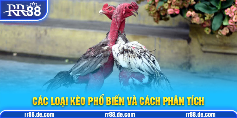 Soi Kèo Đá Gà - Nguyên Tắc Cơ Bản Khi Soi Kèo Đá Gà