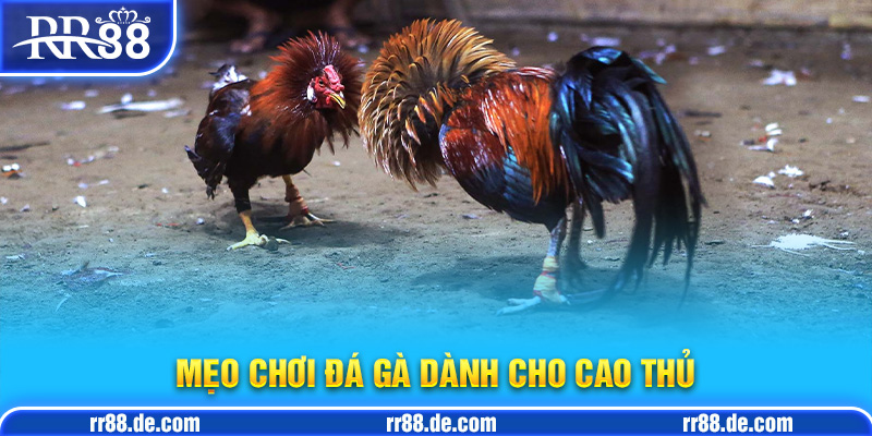 Mẹo Chơi Đá Gà Dành Cho Cao Thủ