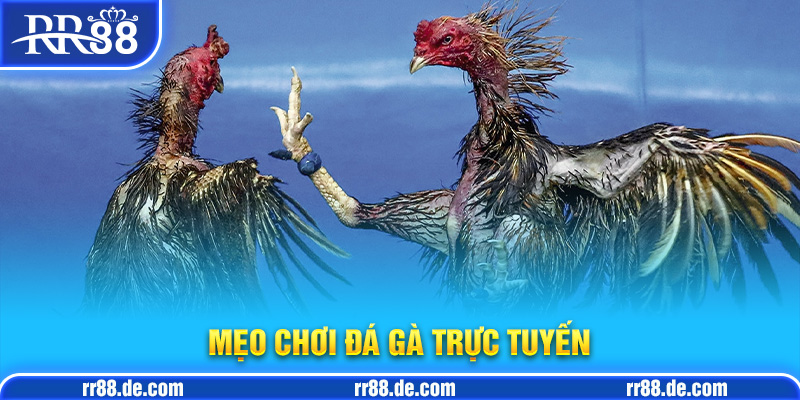 Mẹo Chơi Đá Gà - Mẹo Chơi Đá Gà Dành Cho Cao Thủ