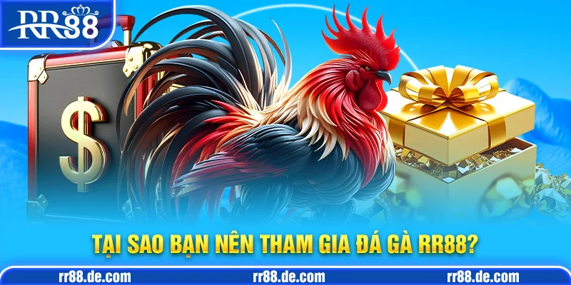 Tại Sao Bạn Nên Tham Gia Đá gà RR88?