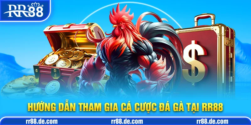 Hướng Dẫn Tham Gia Cá Cược Đá gà Tại RR88